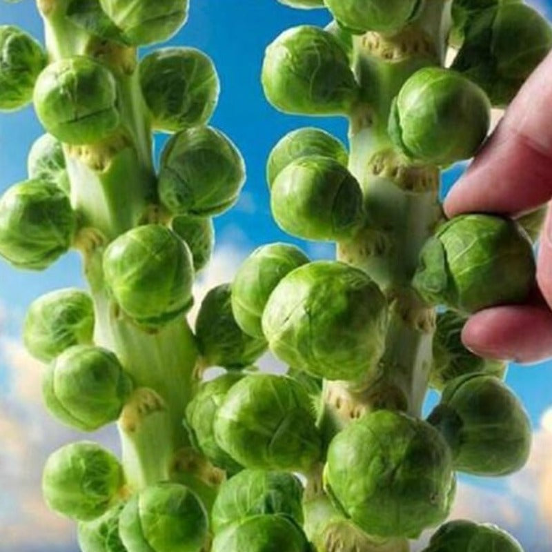 Organic Brussels Sprouts Seeds