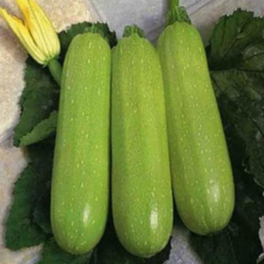 Green Zucchini Seeds