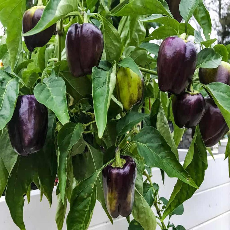 Dark Purple Bell Pepper Seeds