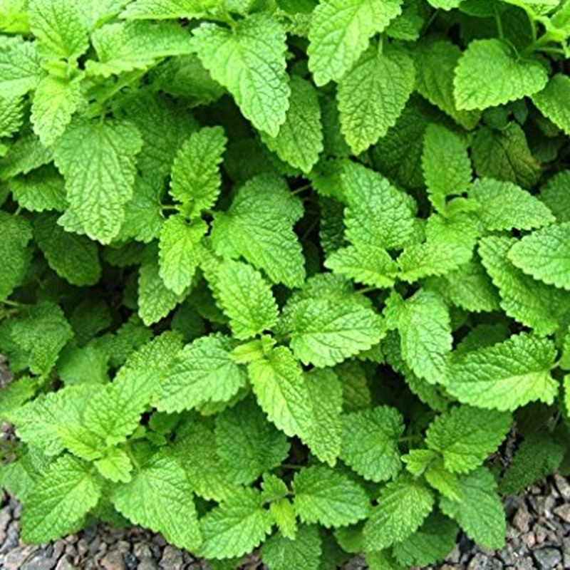 Stevia Herb seeds