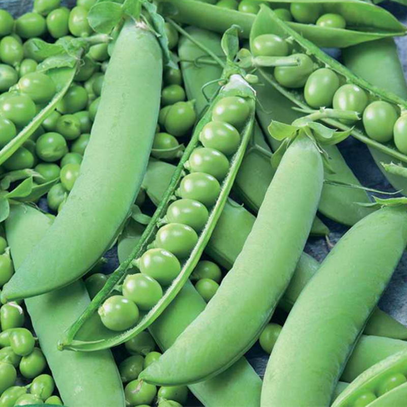 Sweet Green Pea Seeds