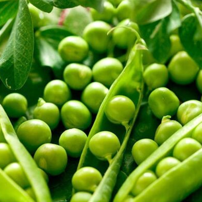 Sweet Green Pea Seeds