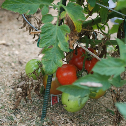 Red Tomato Seeds