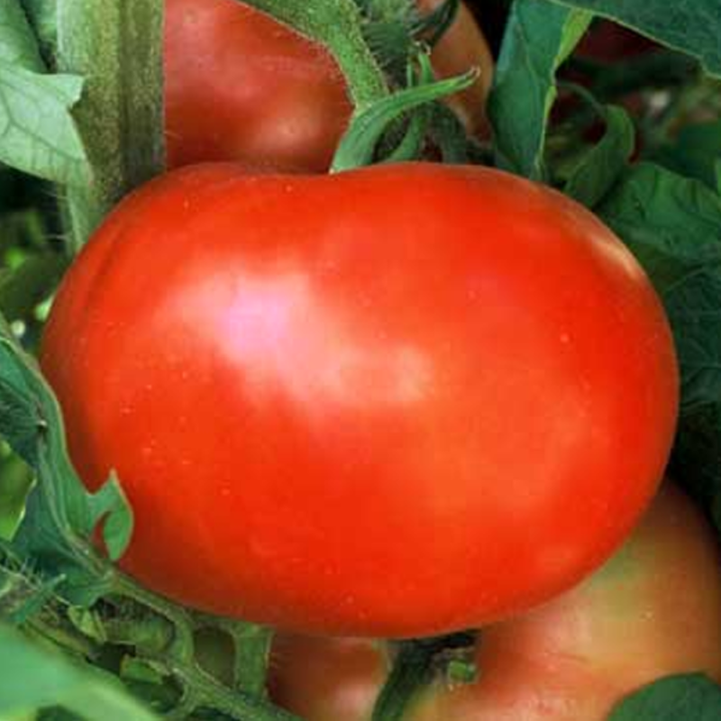 Red Tomato Seeds