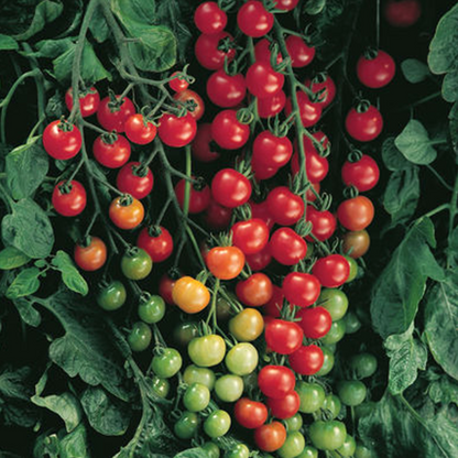 Red Cherry Tomato Seeds