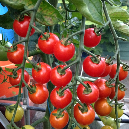 Red Cherry Tomato Seeds