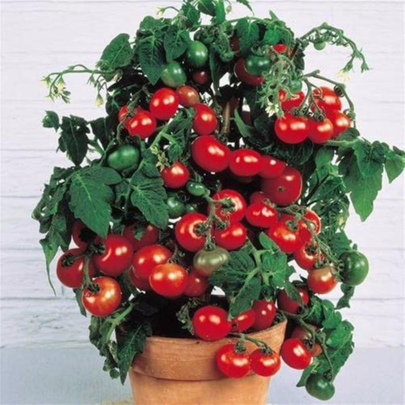 Red Cherry Tomato Seeds