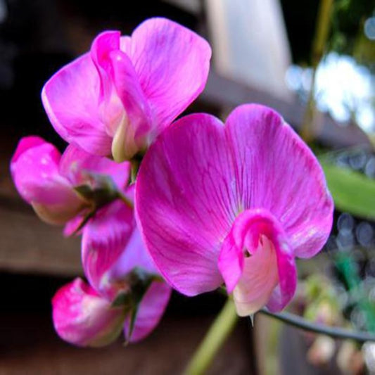 Pea Lathyrus Odoratus Flower Seeds