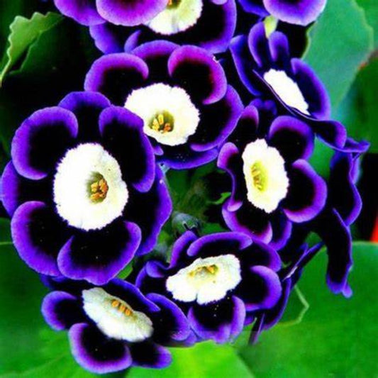 Purple Rare Phantom Petunia Flower Seeds
