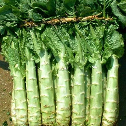 Italian Asparagus Lettuce Vegetable Seeds