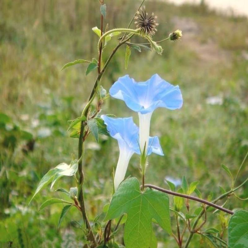 Baby Blue Ipomoea Morning Glory Seeds