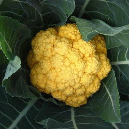 Hot Golden Cauliflower Seeds