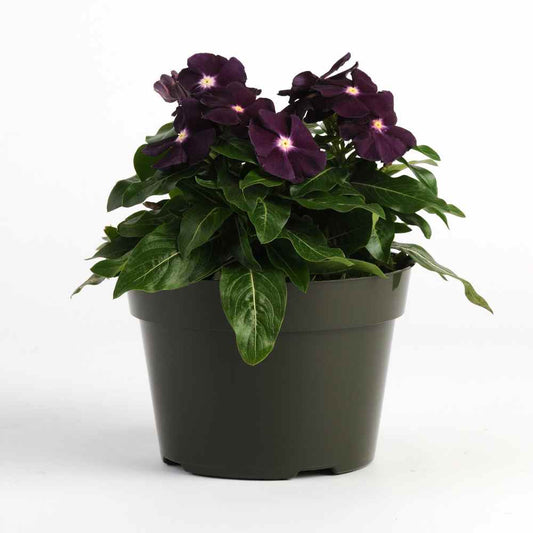 Purple Vinca Periwinkle Flower Seeds